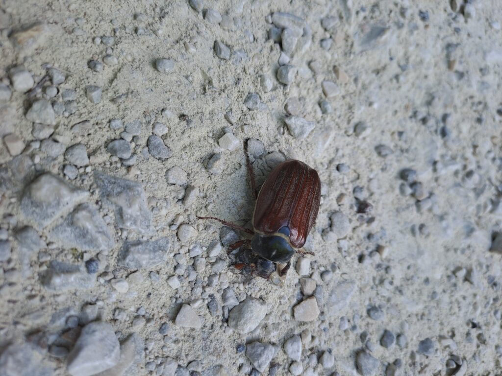 Maikäfer auf Stein malen, auf dem Foto ist ein echter Maikäfer auf einem Kiesweg zu sehen